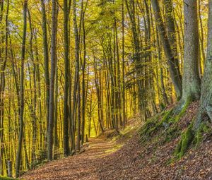 Preview wallpaper trees, park, trail, light