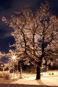 Preview wallpaper trees, park, winter, night, hoarfrost, signs, lamps