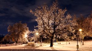 Preview wallpaper trees, park, winter, night, hoarfrost, signs, lamps