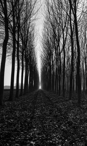 Preview wallpaper trees, path, bw, gloomy, autumn