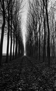 Preview wallpaper trees, path, bw, gloomy, autumn