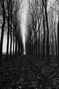 Preview wallpaper trees, path, bw, gloomy, autumn