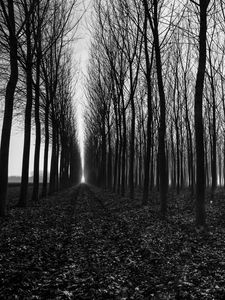 Preview wallpaper trees, path, bw, gloomy, autumn