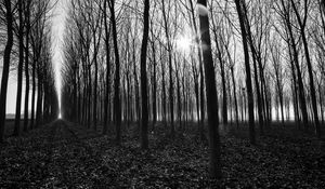 Preview wallpaper trees, path, bw, gloomy, autumn