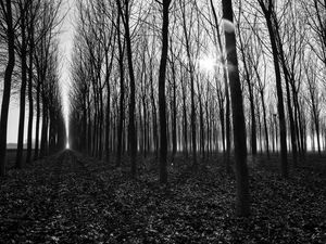 Preview wallpaper trees, path, bw, gloomy, autumn