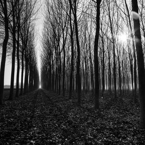 Preview wallpaper trees, path, bw, gloomy, autumn