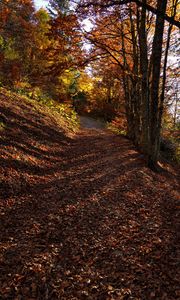 Preview wallpaper trees, path, fallen leaves, autumn, nature