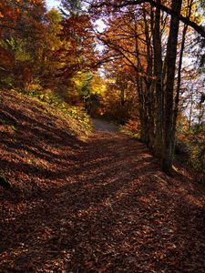 Preview wallpaper trees, path, fallen leaves, autumn, nature