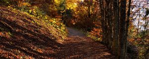 Preview wallpaper trees, path, fallen leaves, autumn, nature