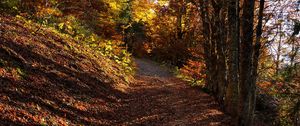 Preview wallpaper trees, path, fallen leaves, autumn, nature