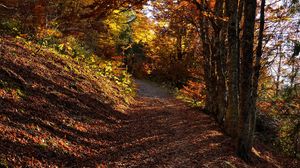 Preview wallpaper trees, path, fallen leaves, autumn, nature