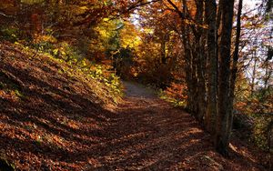 Preview wallpaper trees, path, fallen leaves, autumn, nature