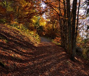 Preview wallpaper trees, path, fallen leaves, autumn, nature