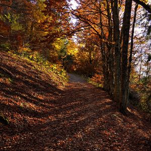 Preview wallpaper trees, path, fallen leaves, autumn, nature