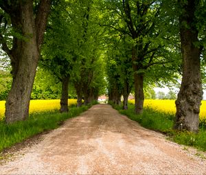 Preview wallpaper trees, path, field, landscape, nature