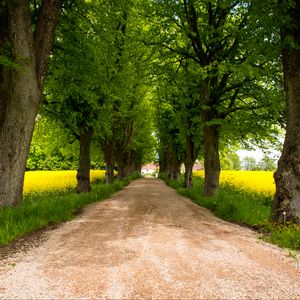 Preview wallpaper trees, path, field, landscape, nature