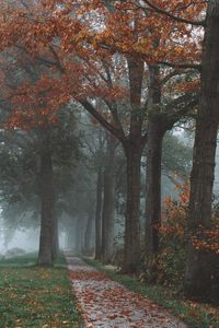 Preview wallpaper trees, path, fog, autumn, park, landscape