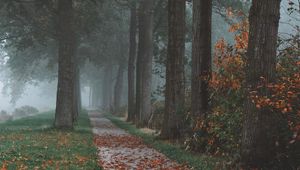 Preview wallpaper trees, path, fog, autumn, park, landscape