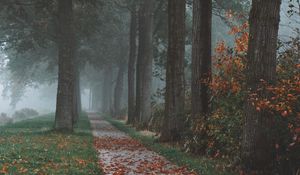 Preview wallpaper trees, path, fog, autumn, park, landscape
