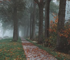 Preview wallpaper trees, path, fog, autumn, park, landscape