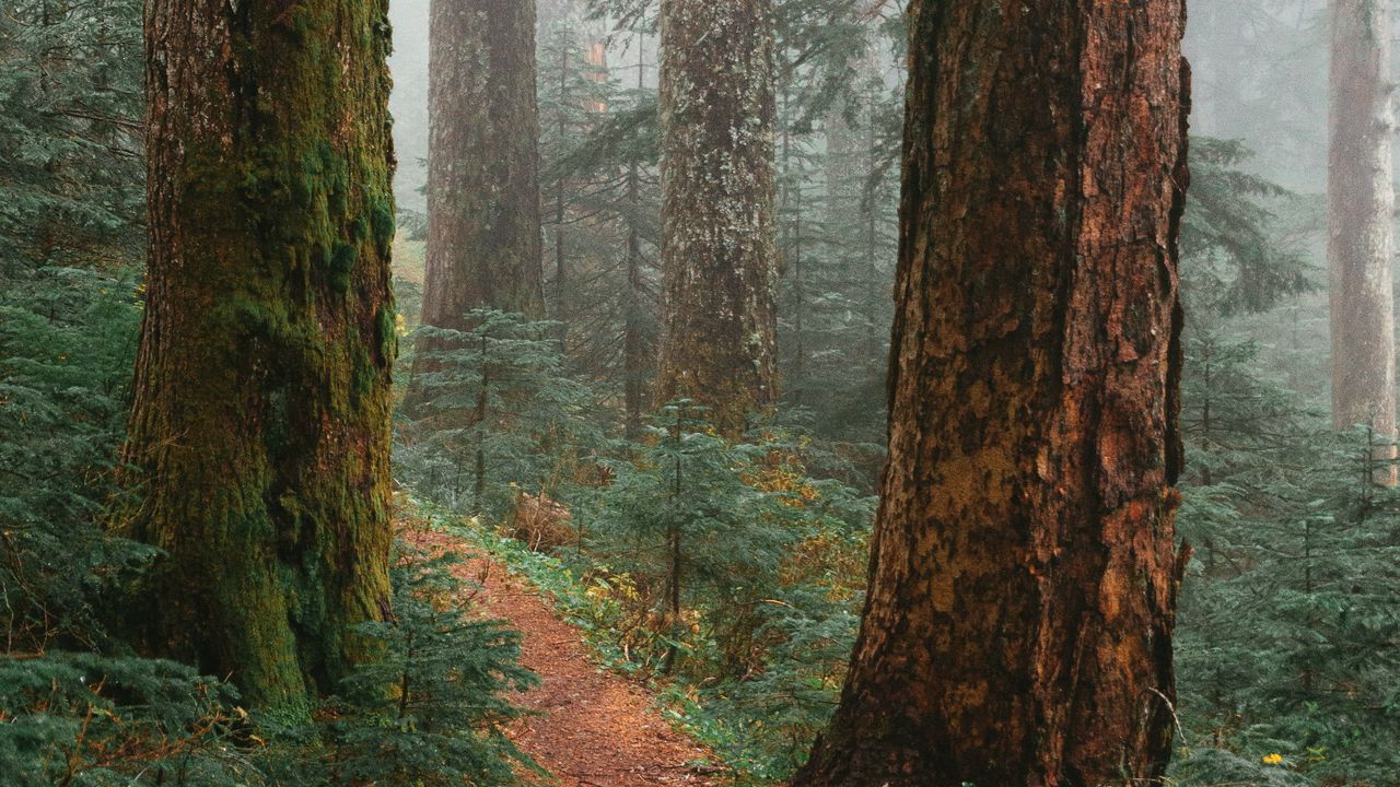 Wallpaper trees, path, fog, forest