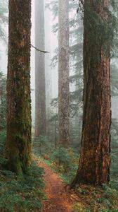 Preview wallpaper trees, path, fog, forest