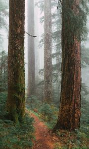 Preview wallpaper trees, path, fog, forest