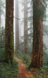 Preview wallpaper trees, path, fog, forest