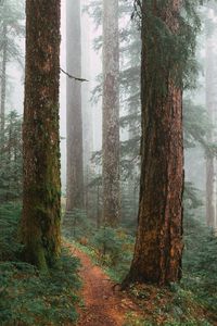 Preview wallpaper trees, path, fog, forest
