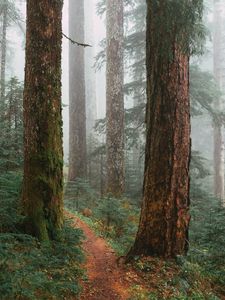 Preview wallpaper trees, path, fog, forest