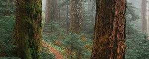Preview wallpaper trees, path, fog, forest