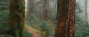Preview wallpaper trees, path, fog, forest