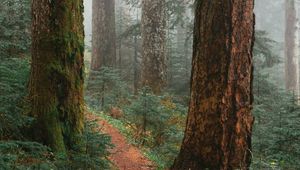Preview wallpaper trees, path, fog, forest