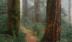 Preview wallpaper trees, path, fog, forest