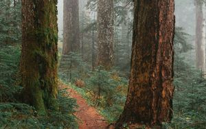 Preview wallpaper trees, path, fog, forest