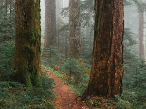 Preview wallpaper trees, path, fog, forest