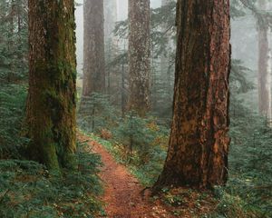 Preview wallpaper trees, path, fog, forest