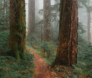 Preview wallpaper trees, path, fog, forest