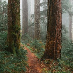Preview wallpaper trees, path, fog, forest