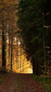 Preview wallpaper trees, path, forest, rays, light