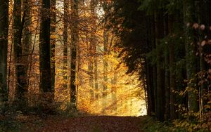 Preview wallpaper trees, path, forest, rays, light