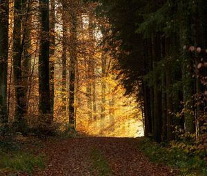 Preview wallpaper trees, path, forest, rays, light