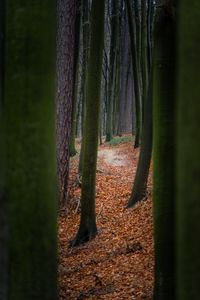Preview wallpaper trees, path, forest, nature, autumn