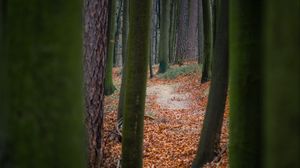 Preview wallpaper trees, path, forest, nature, autumn