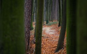 Preview wallpaper trees, path, forest, nature, autumn