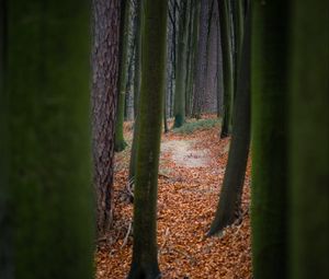 Preview wallpaper trees, path, forest, nature, autumn