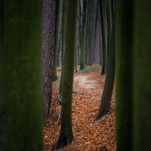 Preview wallpaper trees, path, forest, nature, autumn