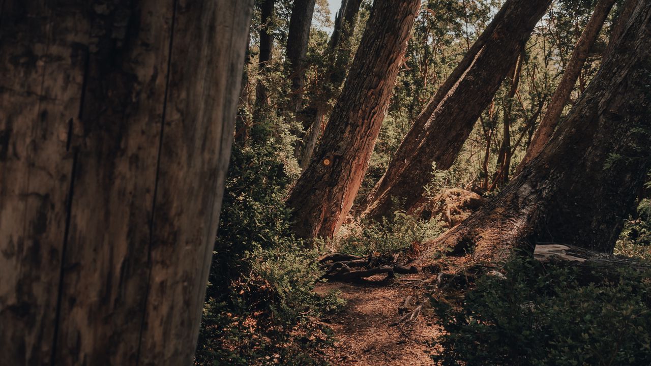 Wallpaper trees, path, forest, nature