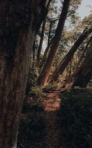 Preview wallpaper trees, path, forest, nature