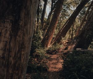 Preview wallpaper trees, path, forest, nature